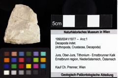 Foto (Objket + Etiketten) von Cycloprosopon sp. 